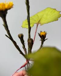 Attēlu rezultāti vaicājumam “Tussilago farfara flower”