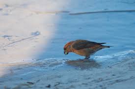 Attēlu rezultāti vaicājumam “Loxia pytyopsittacus male”