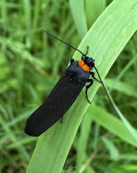 Attēlu rezultāti vaicājumam “Atolmis rubricollis”