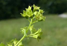 Attēlu rezultāti vaicājumam “Alchemilla subcrenata”