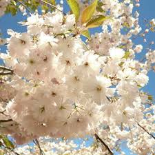 Attēlu rezultāti vaicājumam “Prunus (sakura)”