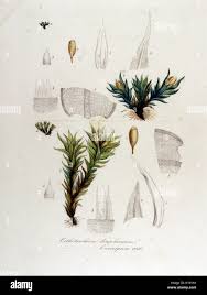 Attēlu rezultāti vaicājumam “Orthotrichum diaphanum”