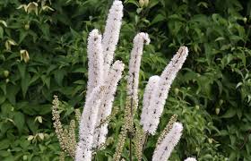 Image result for Silberkerze