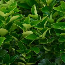 Attēlu rezultāti vaicājumam “Euonymus flower”
