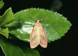 Attēlu rezultāti vaicājumam “Miltochrista miniata”