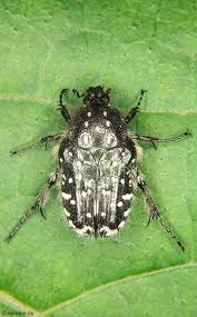 Attēlu rezultāti vaicājumam “Oxythyrea funesta”