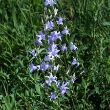 Image result for Campanula rapunculus