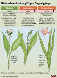 Image result for Bärlauch