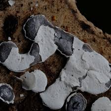 Attēlu rezultāti vaicājumam “Diderma effusum spores”