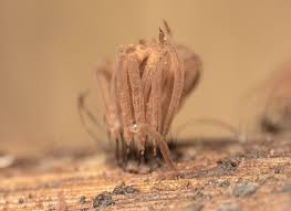 Attēlu rezultāti vaicājumam “Stemonitis pallida var. rubescens macro”