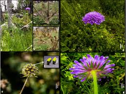 Image result for Knautia arvensis