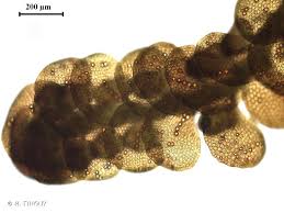 Attēlu rezultāti vaicājumam “Frullania fragilifolia”