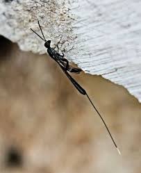 Attēlu rezultāti vaicājumam “Gasteruption jaculator”