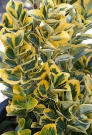 Attēlu rezultāti vaicājumam “Euonymus”