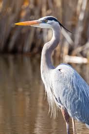 Image result for heron