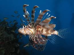Image result for Pterois miles