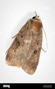 Attēlu rezultāti vaicājumam “Diarsia brunnea”