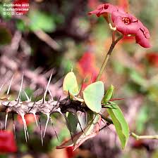 Attēlu rezultāti vaicājumam “Euphorbiaceae”