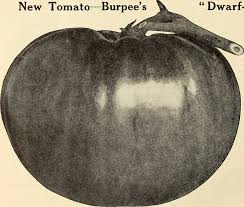 Afbeeldingsresultaat voor earliana tomato