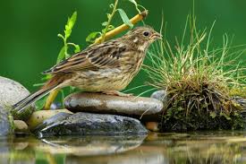 Attēlu rezultāti vaicājumam “Emberiza citrinella juvenile”