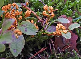 Attēlu rezultāti vaicājumam “xComagaria rosea”