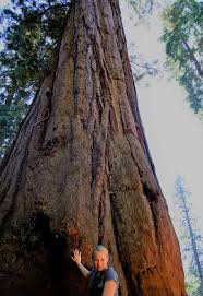 Image result for Mammutbaum