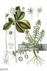 Attēlu rezultāti vaicājumam “Glaux maritima flower”