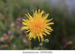 Attēlu rezultāti vaicājumam “Sonchus arvensis subsp. uliginosus flower”