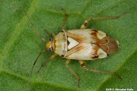 Attēlu rezultāti vaicājumam “Lygus pratensis”