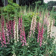 Attēlu rezultāti vaicājumam “Digitalis purpurea flower”