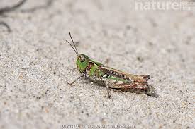 Attēlu rezultāti vaicājumam “Myrmeleotettix maculatus”