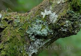 Attēlu rezultāti vaicājumam “Menegazzia terebrata”