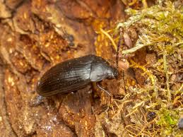 Attēlu rezultāti vaicājumam “Prionychus ater”