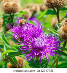 Attēlu rezultāti vaicājumam “Centaurea phrygia flower”