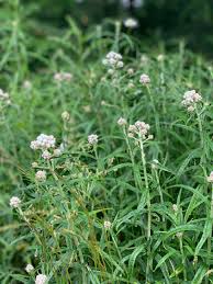 Attēlu rezultāti vaicājumam “Anaphalis margaritacea leaf”