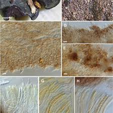 Attēlu rezultāti vaicājumam “Serpoleskea subtilis”