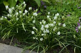 Attēlu rezultāti vaicājumam “Ornithogalum umbellatum flower”