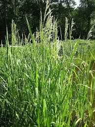 Attēlu rezultāti vaicājumam “Glyceria maxima”