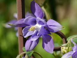 Image result for Akelei