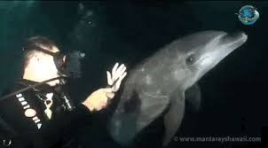 Image result for Durley Dolphin Diver