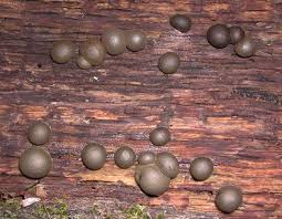 Attēlu rezultāti vaicājumam “Lycogala melleum young”