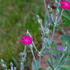 Image result for Lychnis coronaria