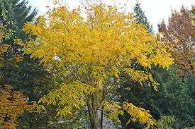 Attēlu rezultāti vaicājumam “Juglans cinerea flower”