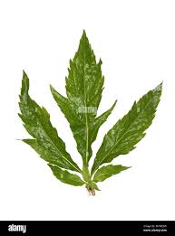 Attēlu rezultāti vaicājumam “Eupatorium cannabinum leaf”