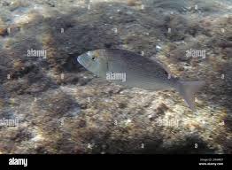 Image result for Dentex dentex