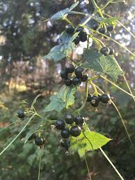 Attēlu rezultāti vaicājumam “Bryonia alba fruit”