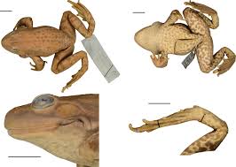 Attēlu rezultāti vaicājumam “Pelophylax adult”