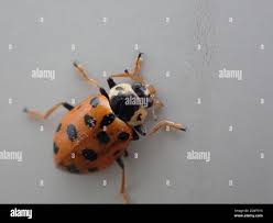 Attēlu rezultāti vaicājumam “Hippodamia tredecimpunctata”