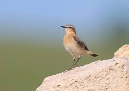 Attēlu rezultāti vaicājumam “Oenanthe oenanthe”
