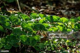 Attēlu rezultāti vaicājumam “Asarum europaeum”